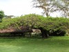 Shade from the trees keeps the tent cool