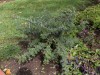 Small Acacia plant