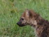 Young hyena Mara North Conservancy