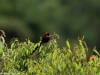 Attractive Black Bishop