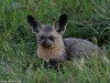 Bat-eared Fox in the early dew