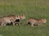 Cheetah brothers learning hunting skills