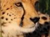 One of the cheetah brothers at Naboisho