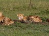 Cheetah brothers looking alert