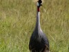 The beautiful Grey Crowned Crane