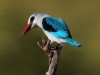 Woodland Kingfisher