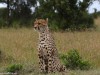 Cheetah thinking about dinner
