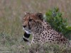 First Cheetah of the trip - all about patience