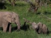 Lots of Elephants