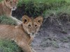 One of the members of the Guiding School Pride