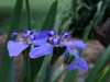 Lovely flowers