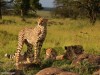 Beautiful Cheetah Family