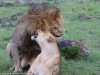 Mating Lions Up Close and Personal