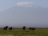 Mount Kilimanjaro and Elephants