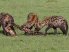 Hyenas and Jackal battle for Zebra