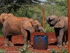 Enjoying the David Sheldrick Wildlife Trust