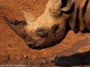 Maxwell the Blind Rhino