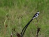 Pin-tailed Whydah male breeding plumage
