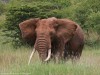 Amazing Bull Elephant