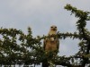 Tawny Eagle