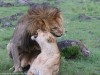 Mating Lions so Close