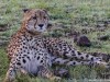 Lots of Cheetahs in Naboisho too