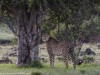On the Prowl
