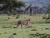 Watchful Giraffes