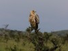 Tawny's alarm call