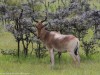 Hartebeest