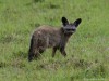 Bat-eared Fox