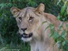Watchful Lioness