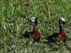 White-faces Whistling Ducks Naboisho
