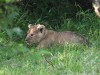Smallest Lion cub ever seen