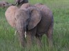Lots of Elephants in the grasses