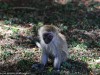 Young Vervet monkey