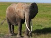 Ulrica the 58 year old matriarch