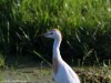 Cattle Egret