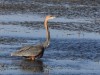 Goliath Heron
