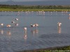 Flamingos enjoying the rains