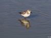 Sanderling