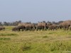 Coming from the swamps in Amboseli