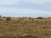 Malaika 2015 with 3 remaining cubs