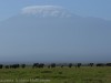Elephants under Mount Kilimanjaro