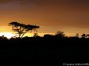 Naboisho Sunset