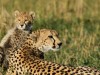 Malaika with 1 of 4 cubs in 2014