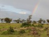 Cheetahs under the Rainbow