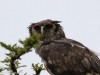 Verreaux's Eagle Owl