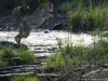 Cheetah jumping the stream