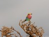 Lilac-breasted Roller